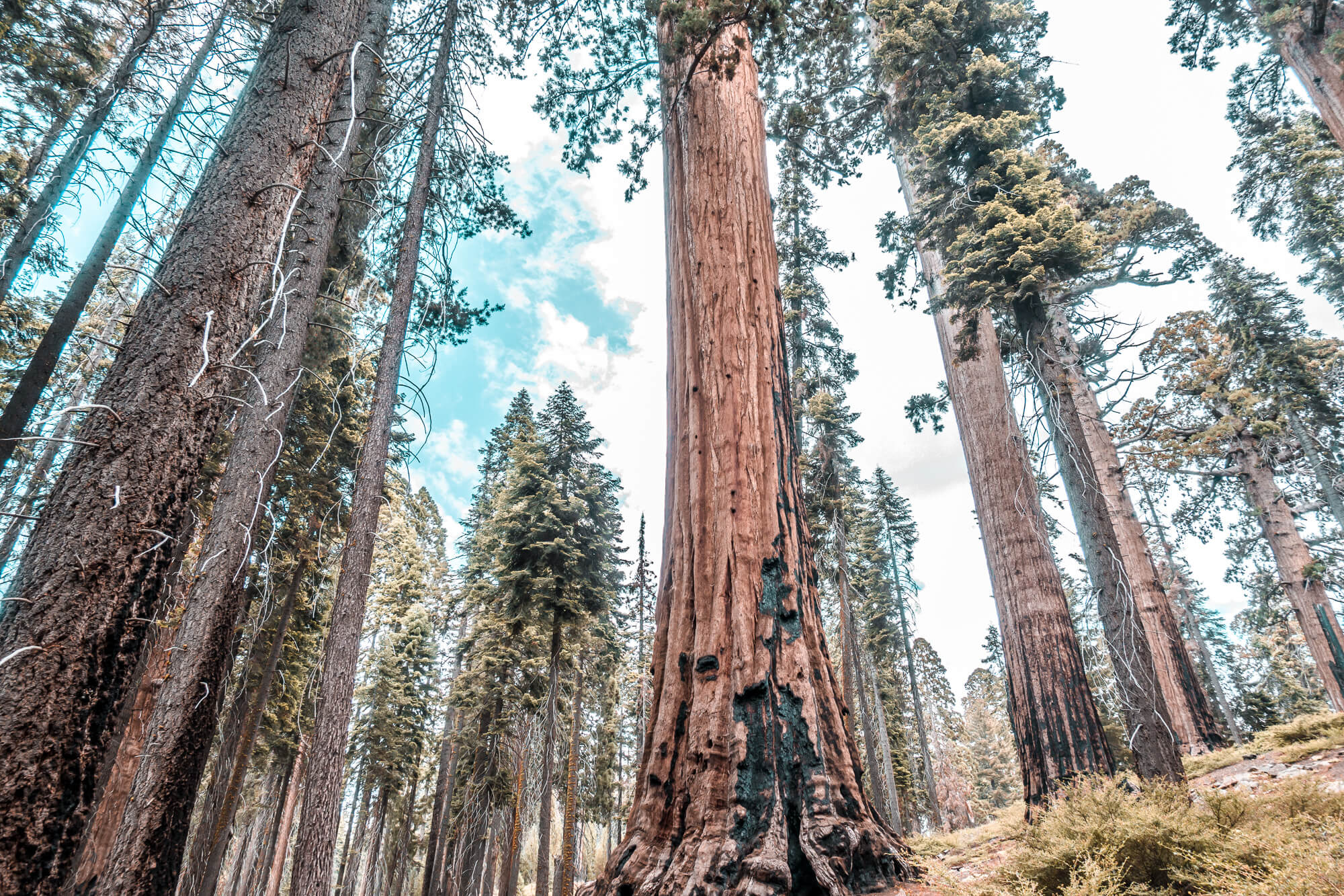 Sequoia National Park, mooiste parken Verenigde-Staten