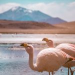 Flamingo's Bolivia tour Tupiza Uyuni youngwildfree.be