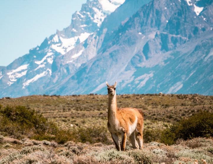 BUDGET: hoeveel kost een rondreis door Patagonië?
