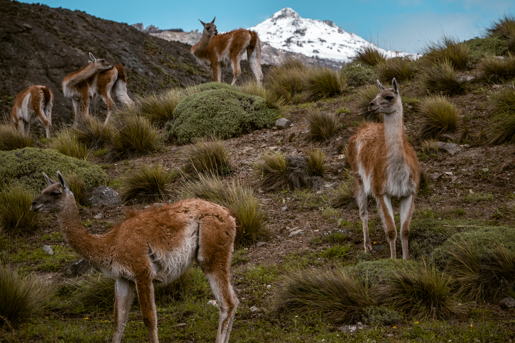 Patagonia National park Patagonië, Guanaco