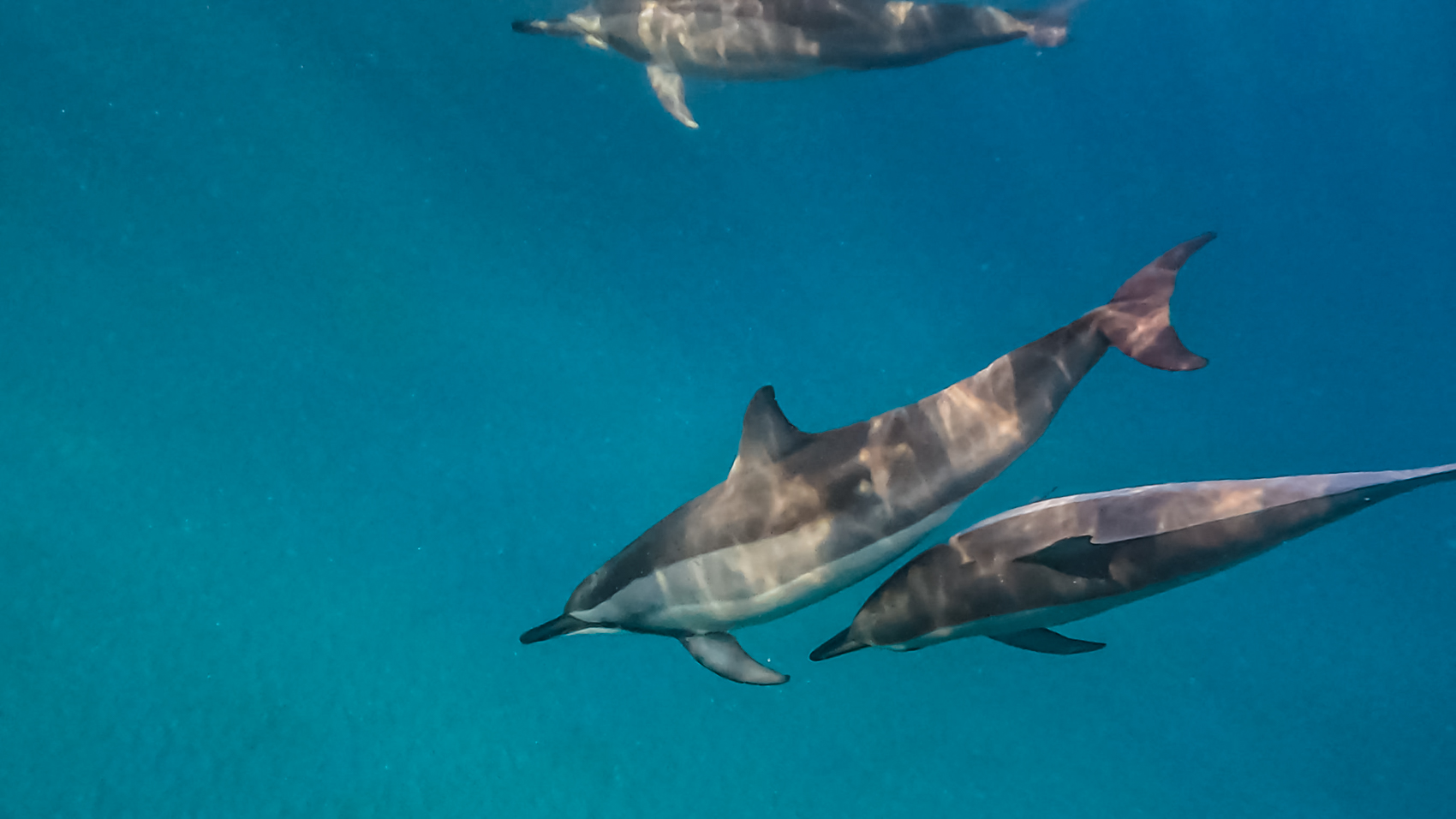Zwemmen met dolfijnen op Mauritius