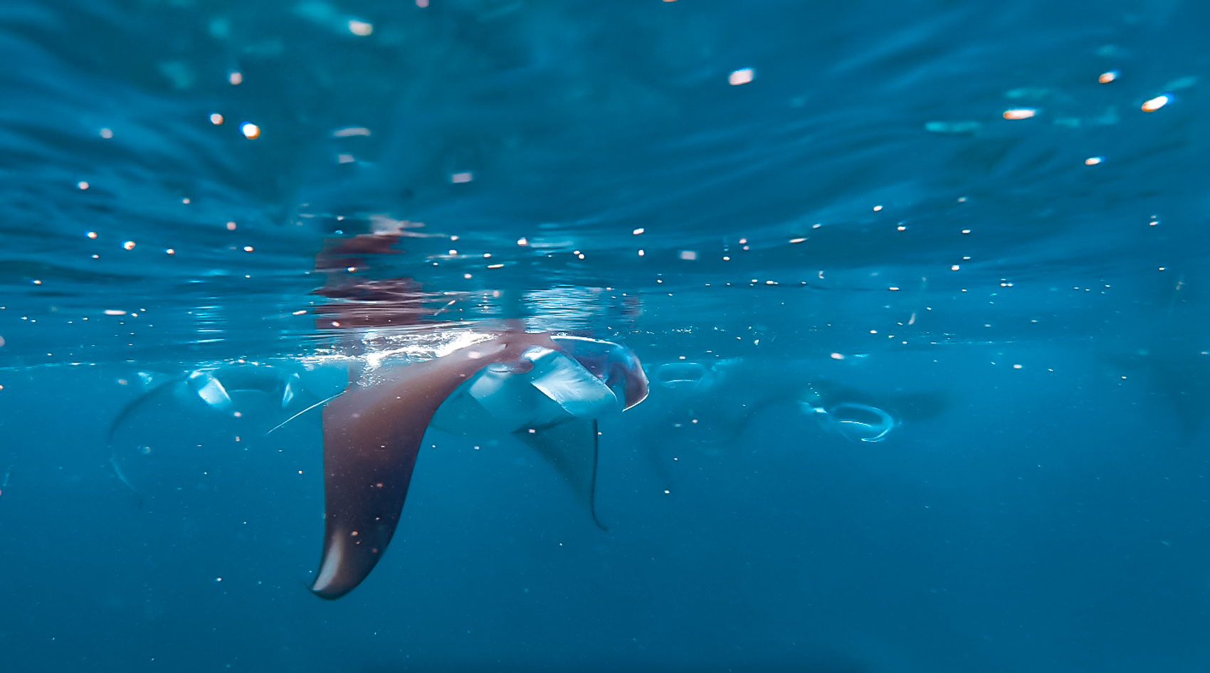 Manta Point, Manta Sandy, Arborek Raja Ampat, reuzenmantas, beste plekken om te zwemmen met manta's, manta ray