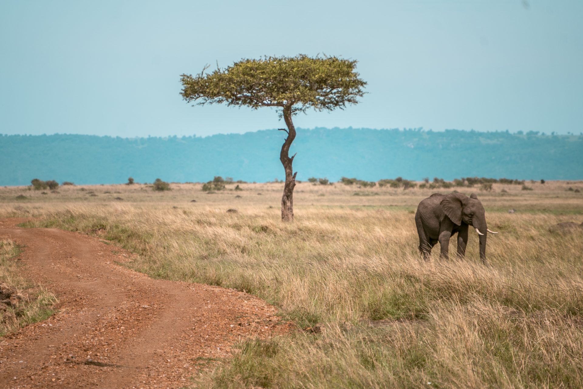 Kenia 10-daagse reisroute, rondreis, youngwildfree reisblog, Masai Mara National Park, safari