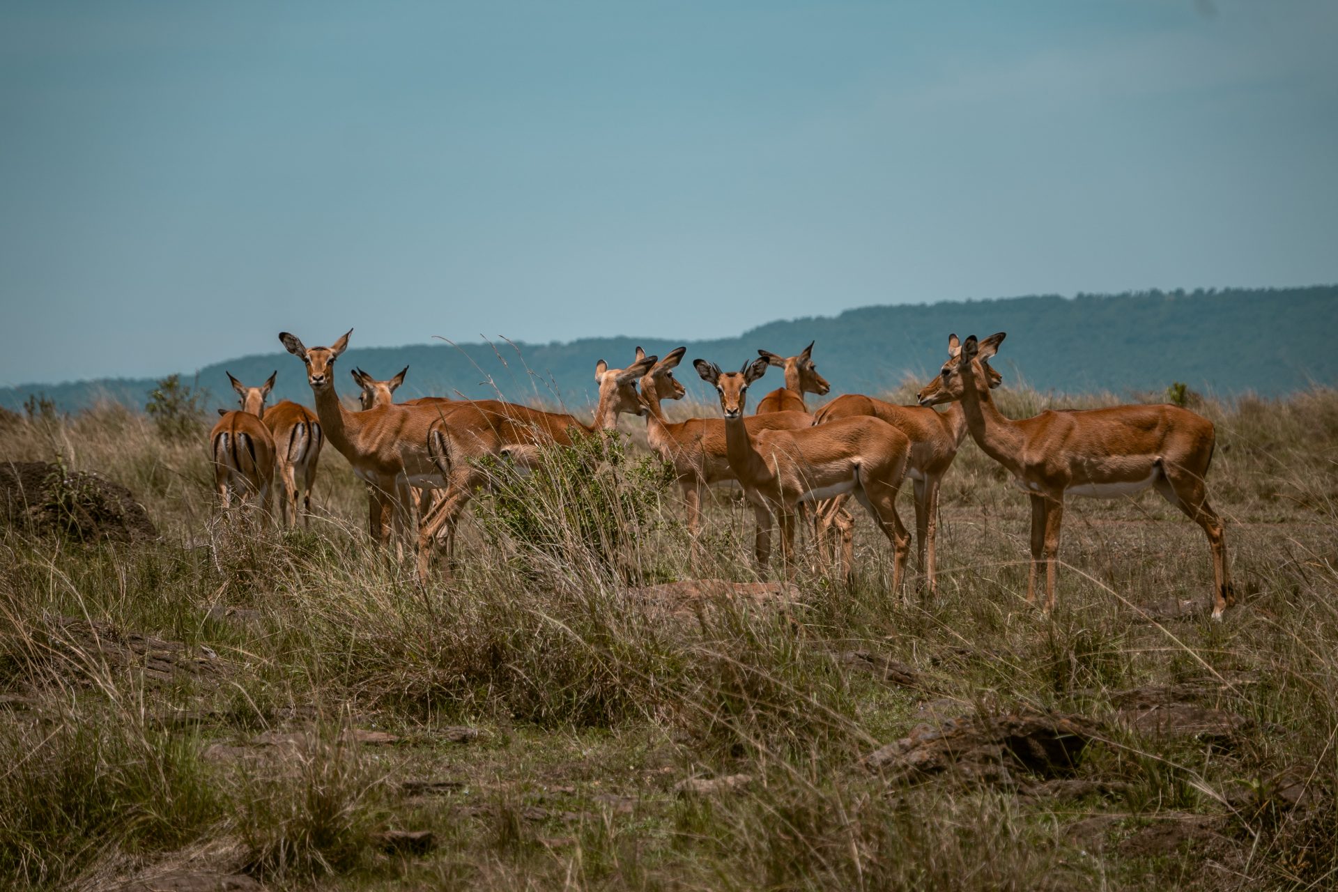 Kenia 10-daagse reisroute, rondreis, youngwildfree reisblog, Masai Mara National Park, safari