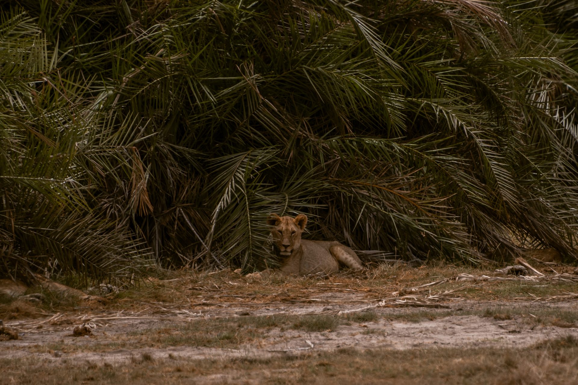 Tiendaagse rondreis door Kenia, mooiste reisroute, reisblog, youngwildfree, Amboseli National Park, Afrika Safari