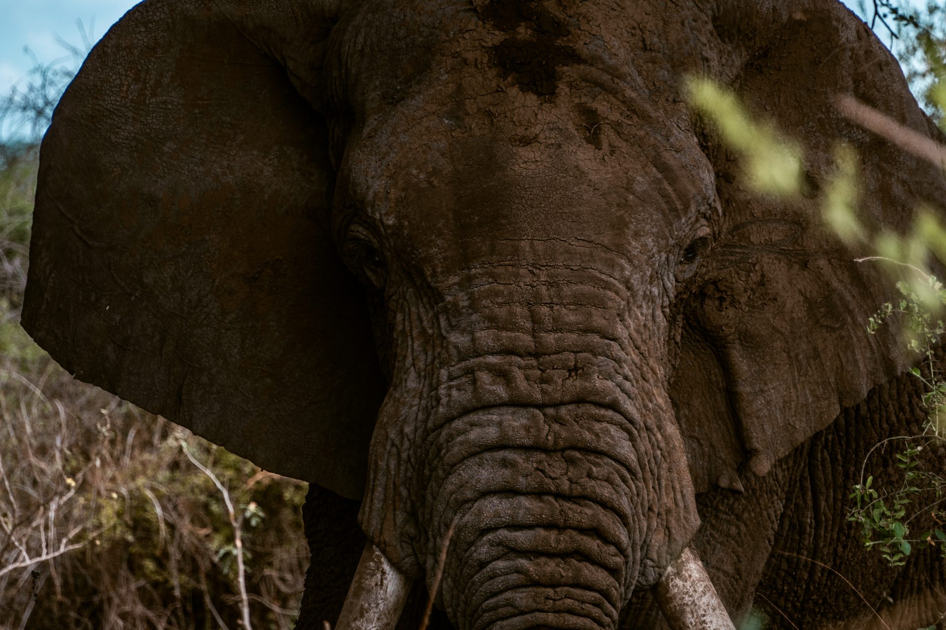 Tiendaagse rondreis door Kenia, mooiste reisroute, reisblog, youngwildfree, Amboseli National Park, Afrika Safari