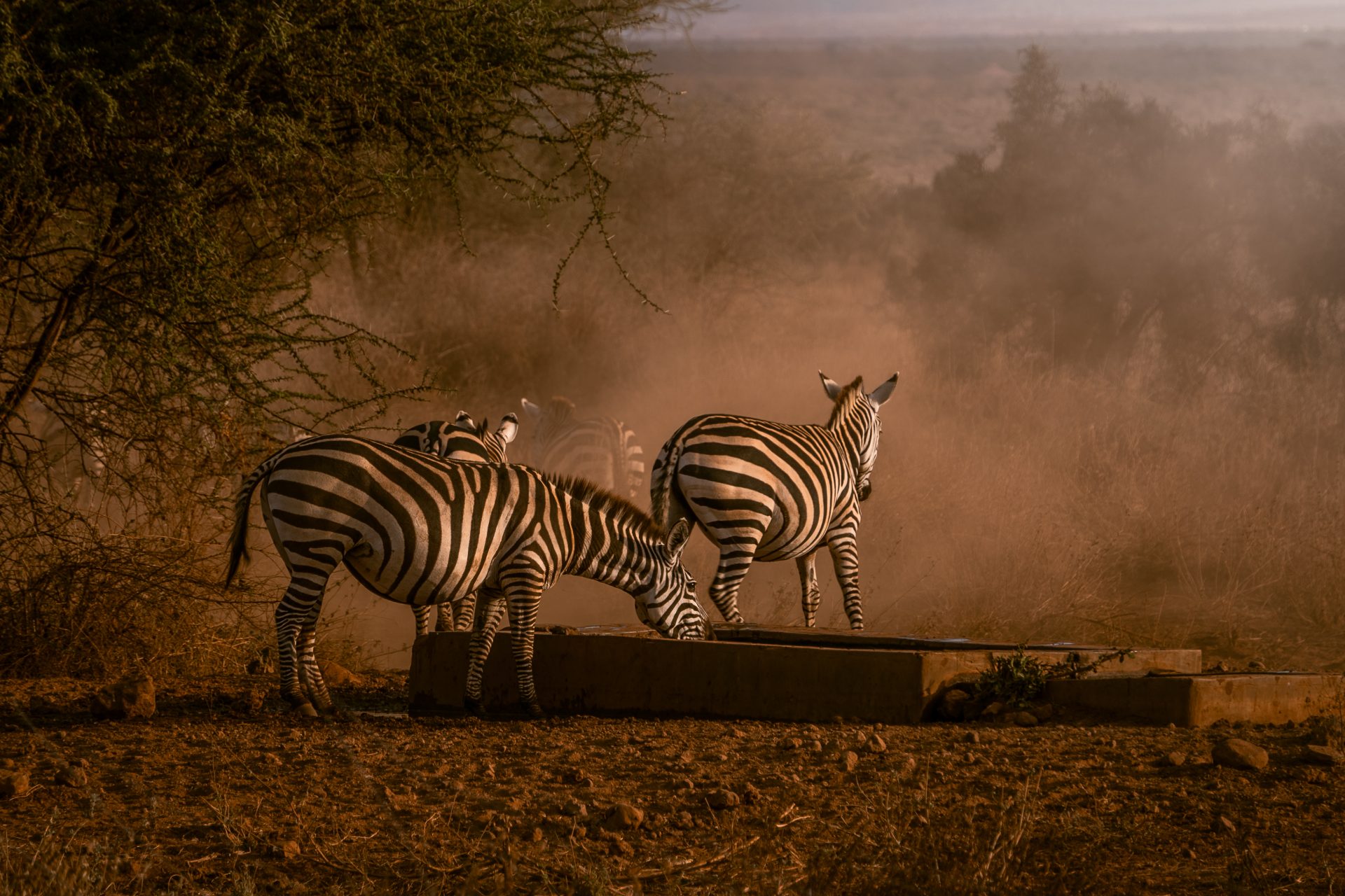  Tiendaagse rondreis door Kenia, mooiste reisroute, reisblog, youngwildfree, Amboseli National Park, Afrika Safari