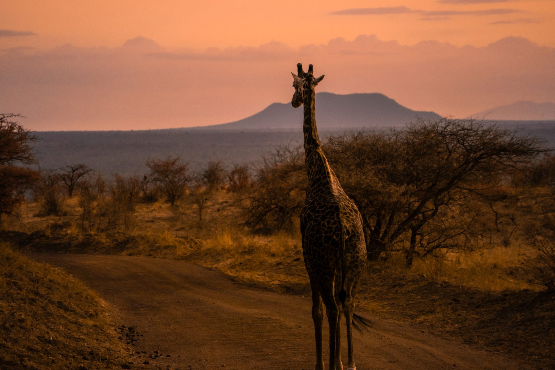 Tiendaagse rondreis door Kenia, mooiste reisroute, reisblog, youngwildfree, safari, Tsavo West National Park, Belgische reisblogger, giraf