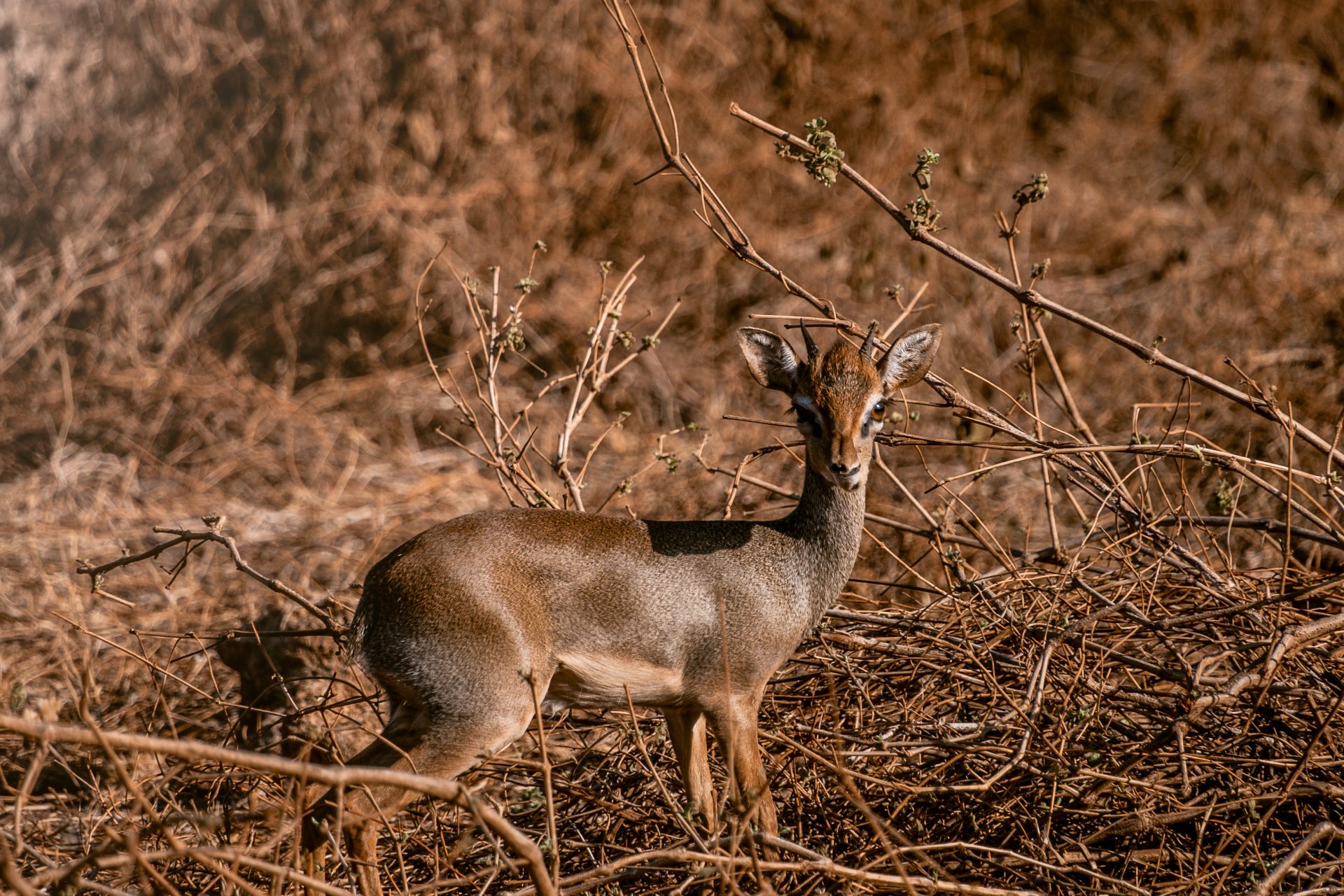 Tiendaagse rondreis door Kenia, mooiste reisroute, reisblog, youngwildfree, safari, Tsavo West National Park, Belgische reisblogger, dikdik