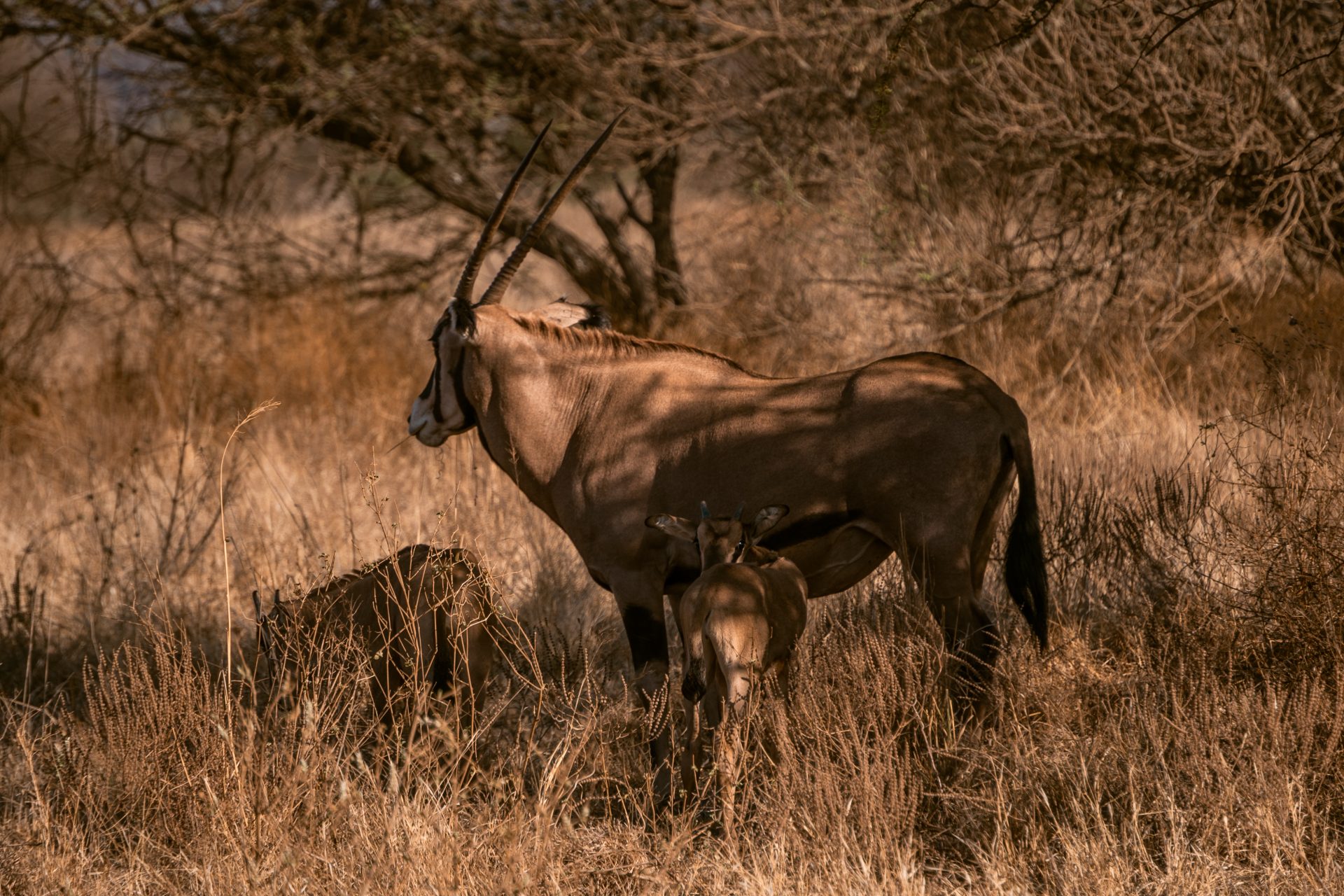 Tiendaagse rondreis door Kenia, mooiste reisroute, reisblog, youngwildfree, safari, Tsavo West National Park, Belgische reisblogger