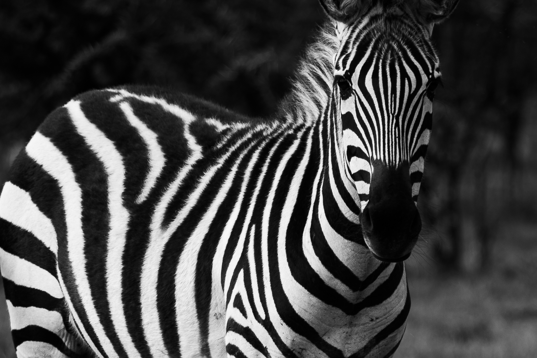 Walking Safari Masai Mara, Zebra Plains Mara Camp, leukste activiteiten, wat te doen, bezienswaardigheden