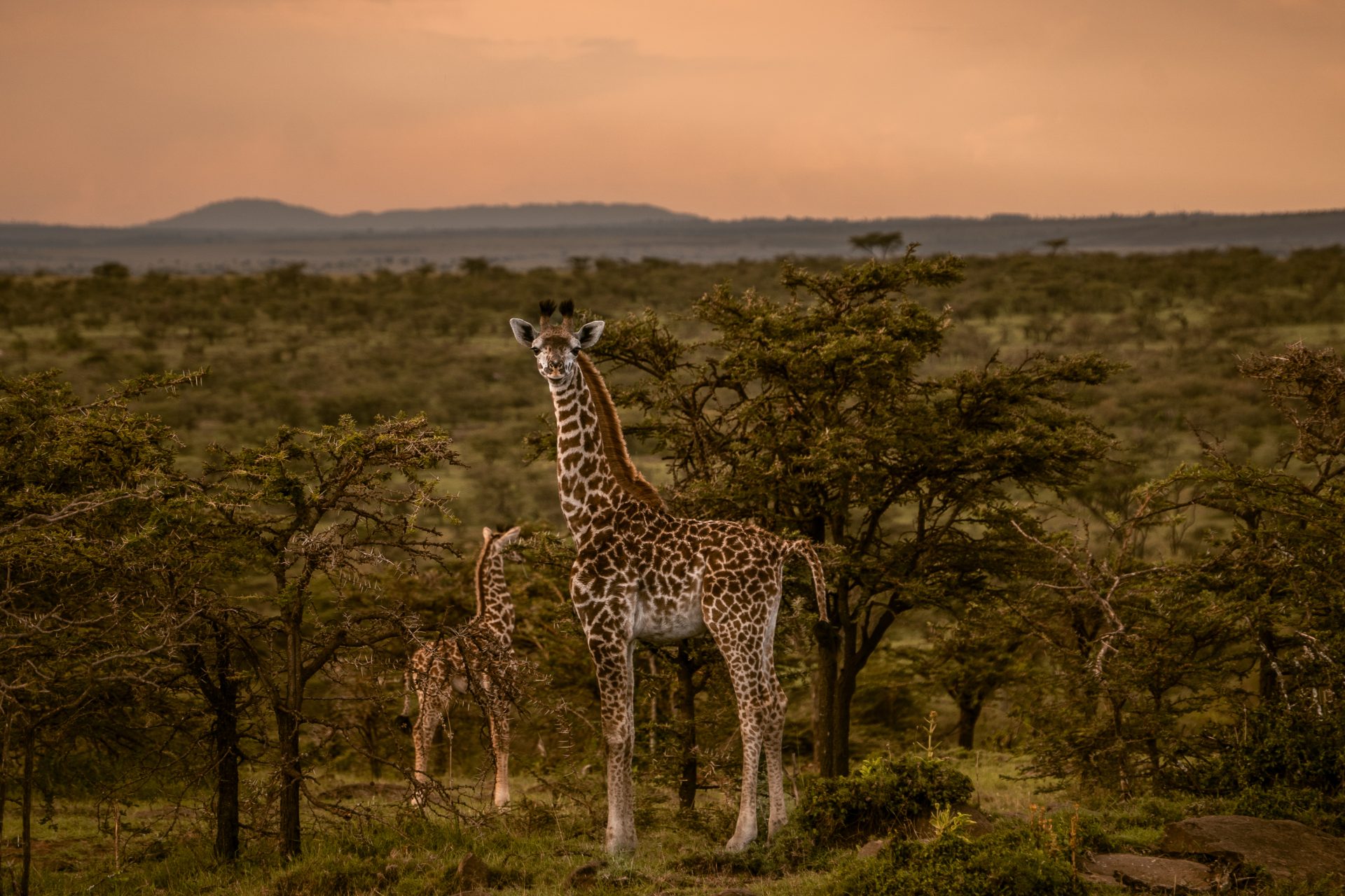 Walking Safari Masai Mara, Zebra Plains Mara Camp, leukste activiteiten, wat te doen, bezienswaardigheden