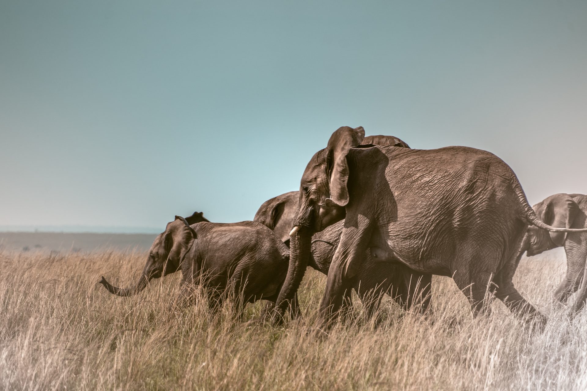 De leukste dingen om te doen Masai Mara Reserve Kenia