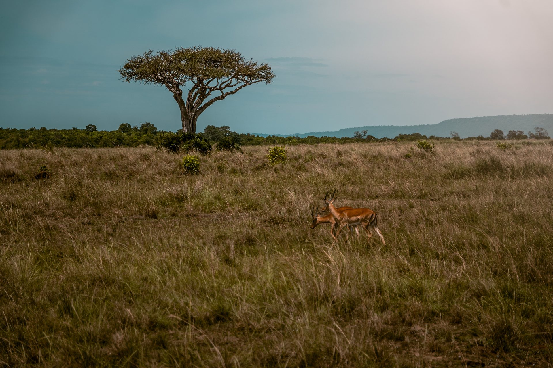 Reisblog, alles wat je moet weten over Masai Mara National Park, mooiste park in Kenia, Big 5