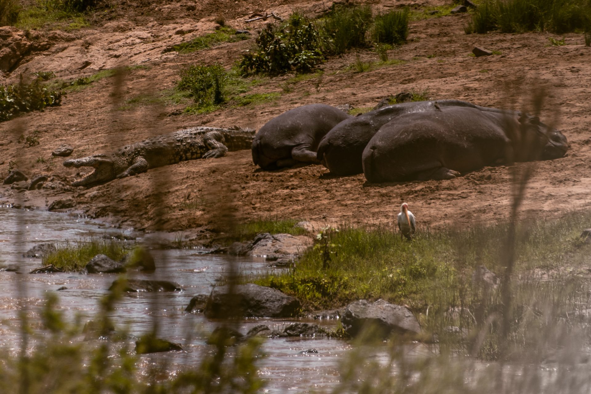 Wanneer Masai Mara bezoeken, Kenia? Beste reistijd, beste periode