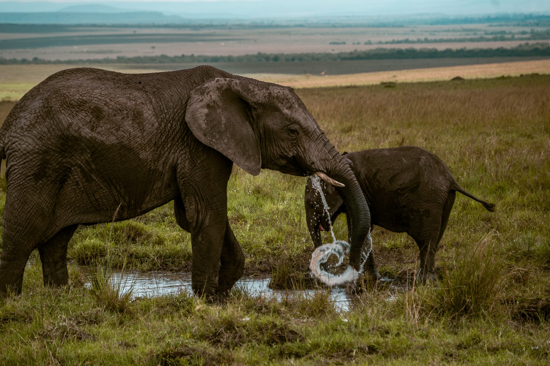 Hoeveel dagen Masai Mara bezoeken? Hoe Masai Mara bezoeken?