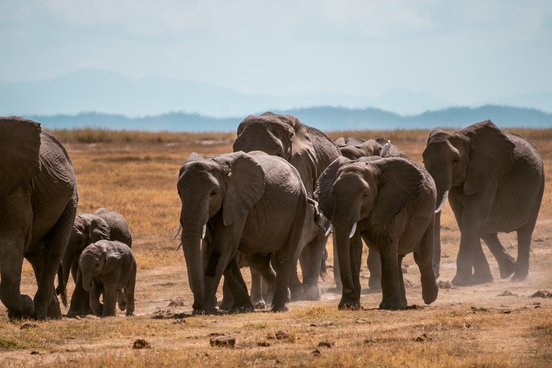 Safari in Amboseli National Park, Kenia, praktische informatie, reistips, wat te zien, wat te doen, youngwildfree, reisblog