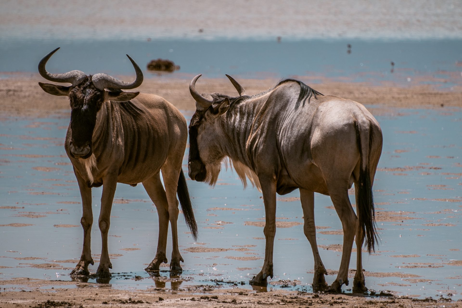 Welke dieren kan je spotten in Amboseli National Park, Kenia, Big 5