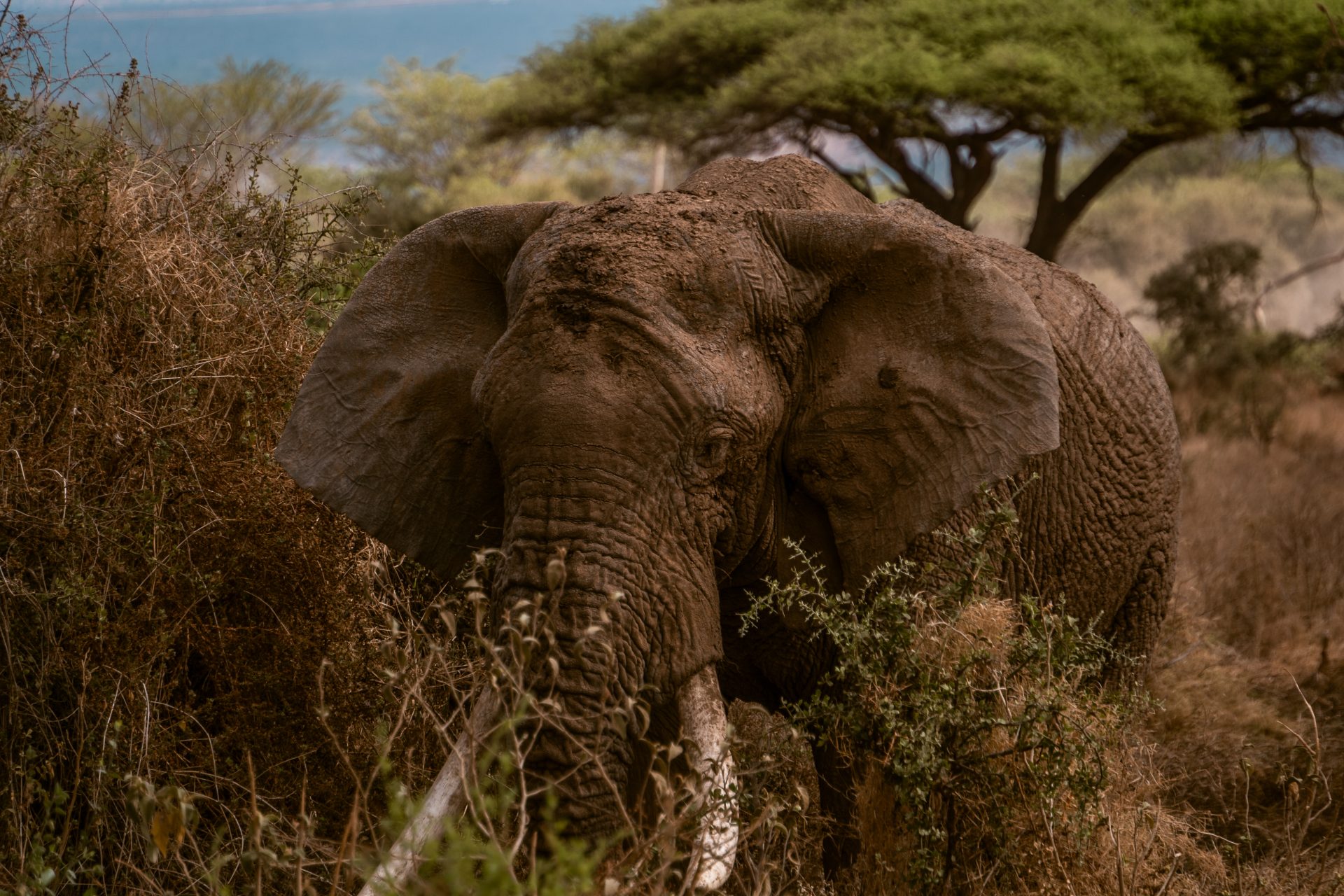 Amboseli Reisgids: olifanten spotten bij de Kilimanjaro, youngwildfree, reisblog, praktische reistips, Kenia