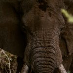 Amboseli National Park Kenia