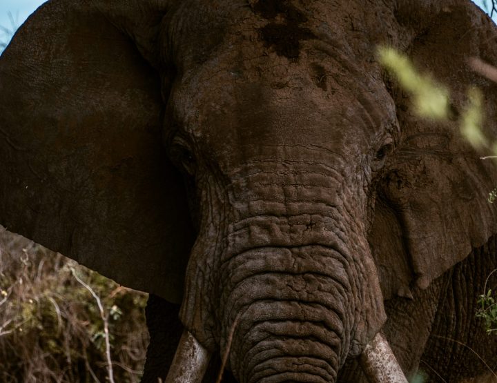 Amboseli Reisgids: olifanten spotten bij de Kilimanjaro