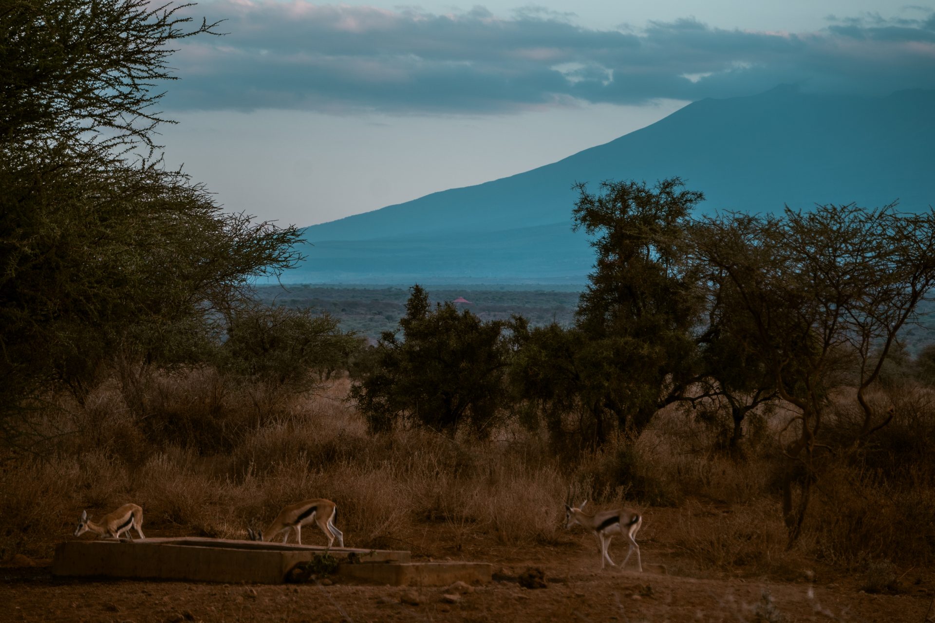 Beklim Afrika's hoogste berg, de Kilimanjaro, Amboseli national Park, Tanzania, Kenia