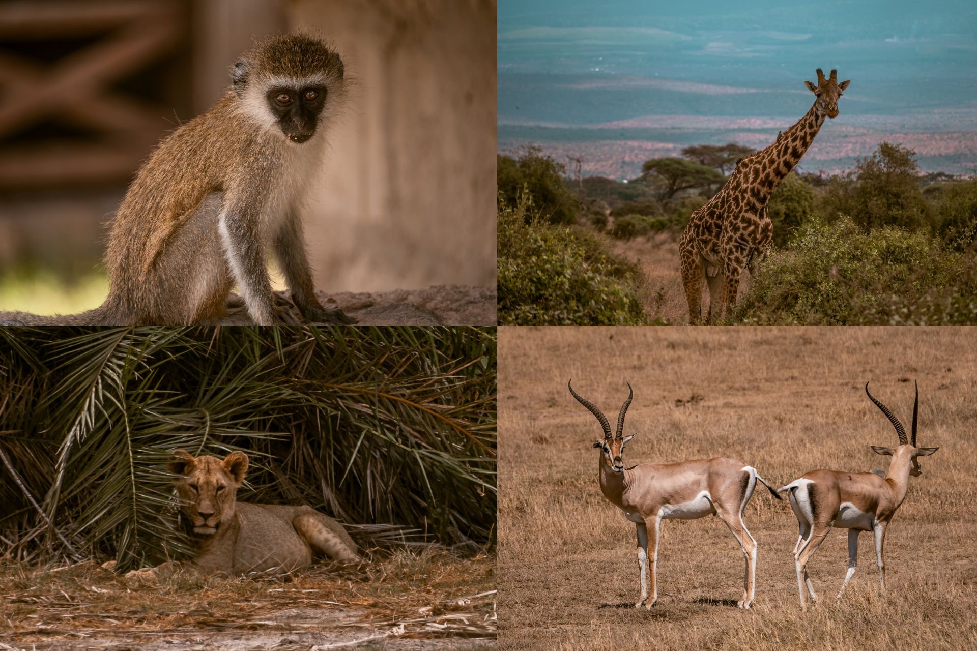 Safari in Amboseli National Park, Kenia, praktische informatie, reistips, wat te zien, wat te doen, youngwildfree, reisblog