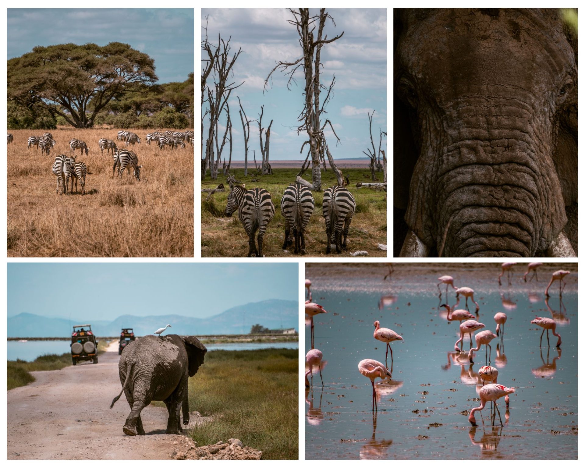 Amboseli Reisgids: olifanten spotten bij de Kilimanjaro, Reisblog, youngwildfree, Belgische reisblogger