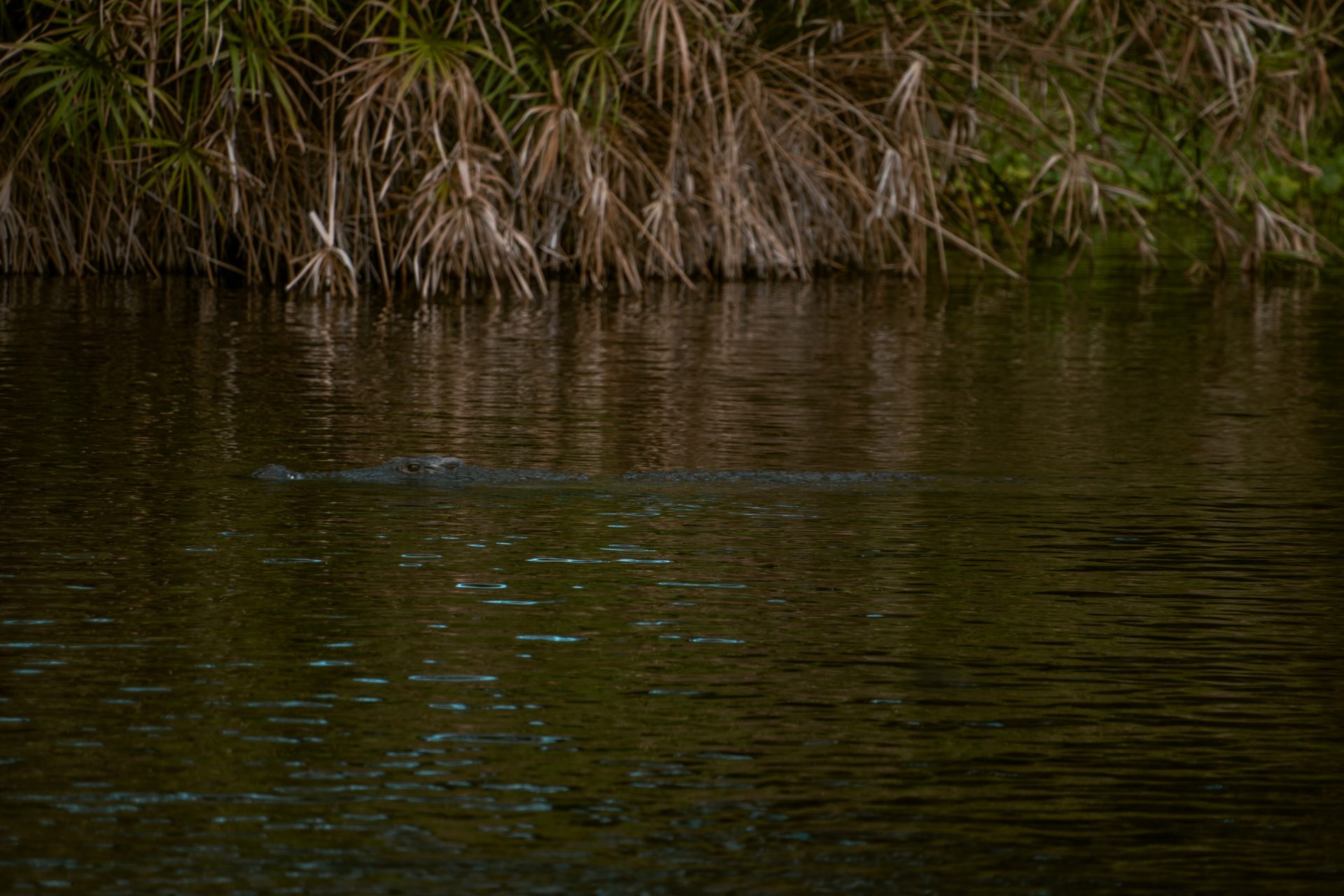 Mzima Springs, Kenia, Tsavo West, krokodil