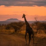 Tsavo West National Park Kenia Safari, reisgids, reisblog