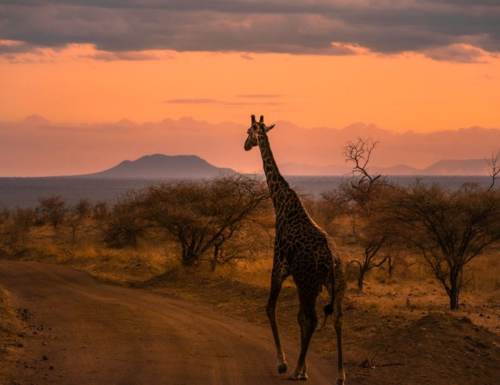 Reisgids: Mysterieus Tsavo West, Kenia