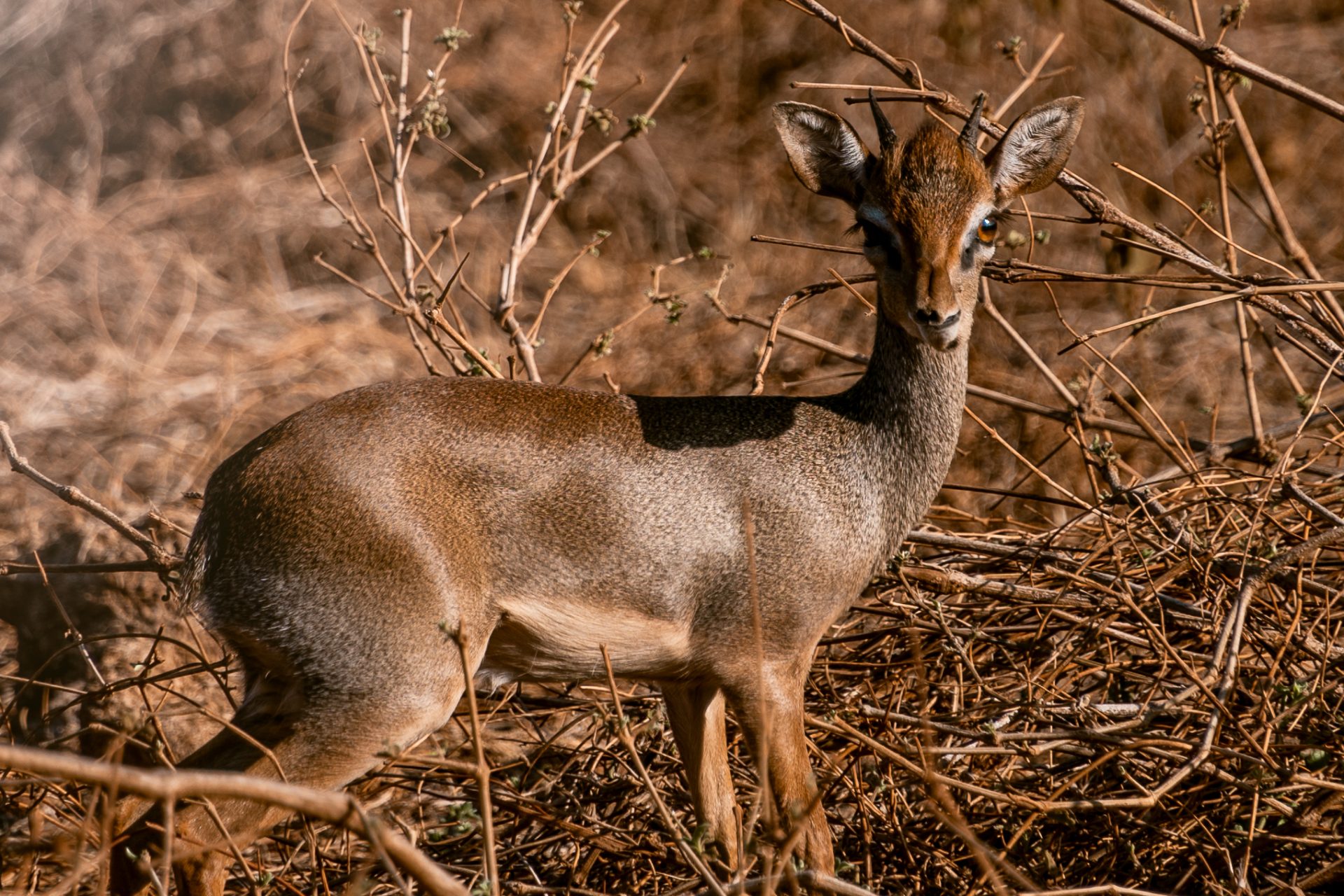 dikdik, kleinste antilope, dikdiks, Tsavo West, Kenia