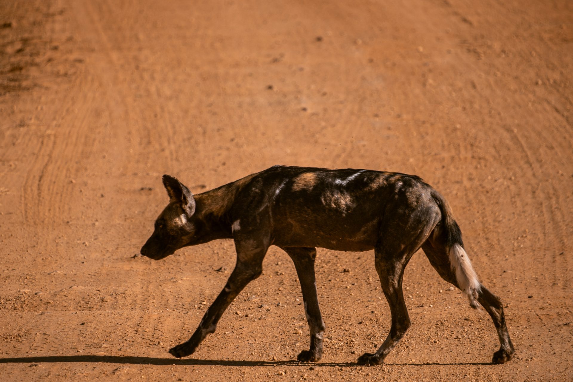 Tsavo West, Kenia, landschappen, mooiste parken in Kenia, welk park te kiezen, safari, wilde hond