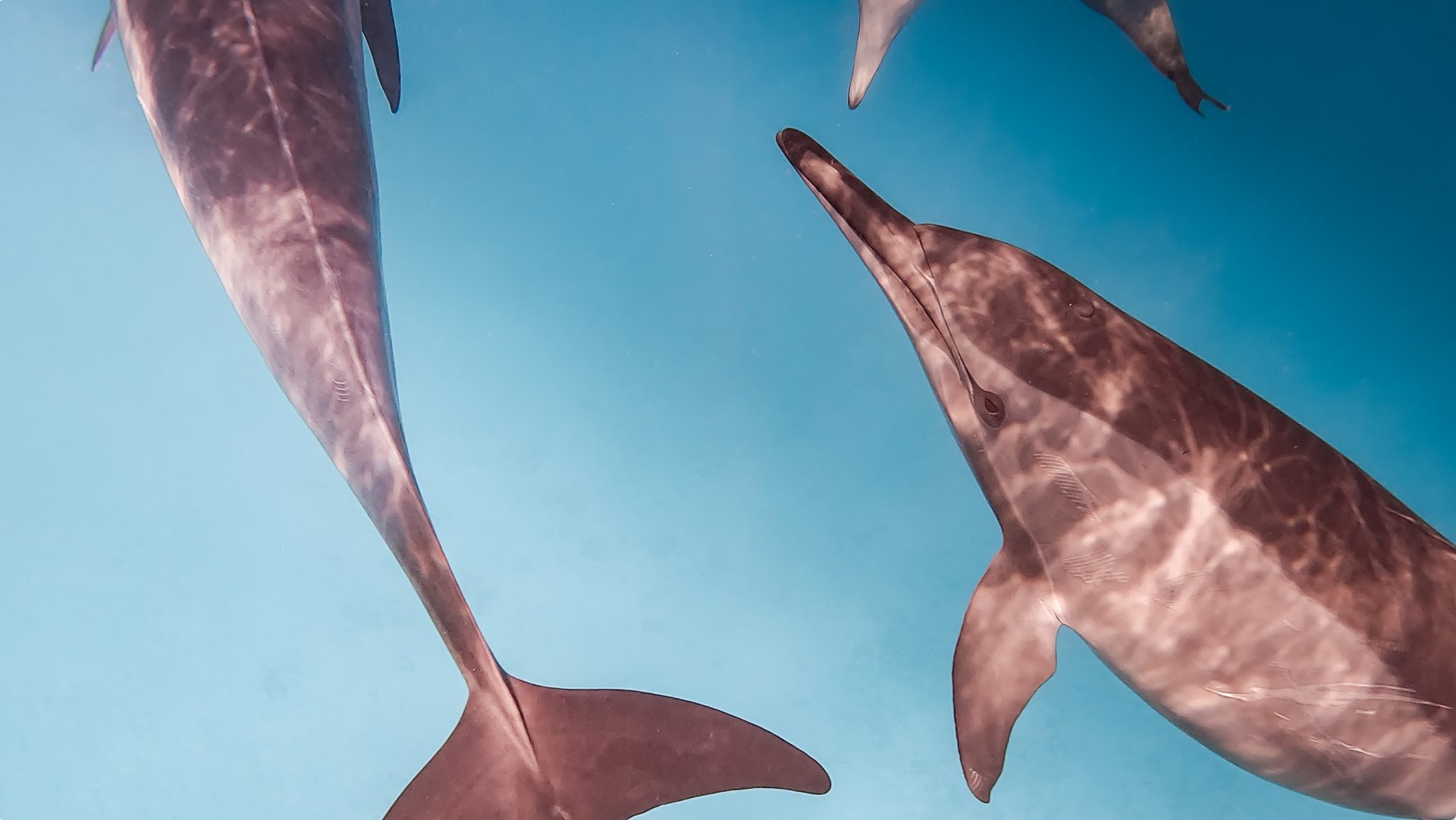 Sataya Reef Dolphin House, swimming with wild dolphins, Egypt 