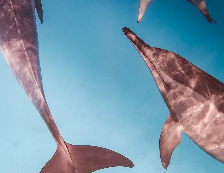 Avontuurlijke zeiltrip Marsa Alam: Dolfijnen en freediven in de Rode Zee