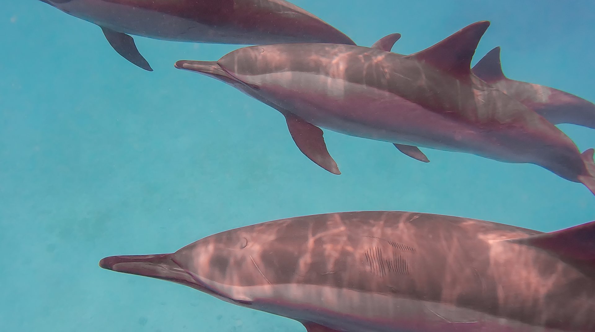 Sataya reef, Dolphin house rif, Marsa Alam, Egypte, zwemmen met dolfijnen, freediven met wilde dolfijnen