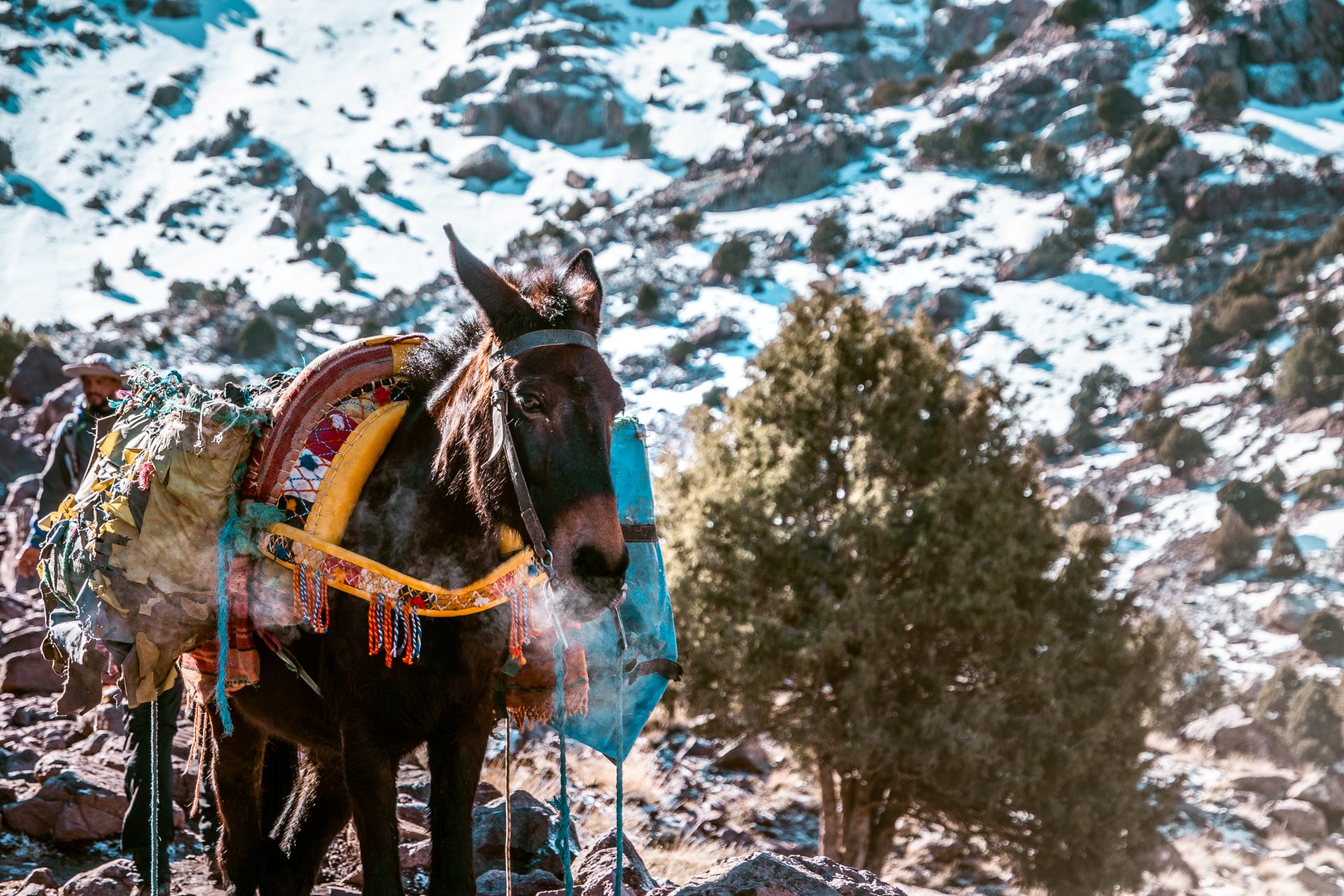 Mount Toubkal beklimmen, Noord-Afrika's hoogste berg, Marokko, reisverslag, reisblog, youngwildfree.be , praktische tips