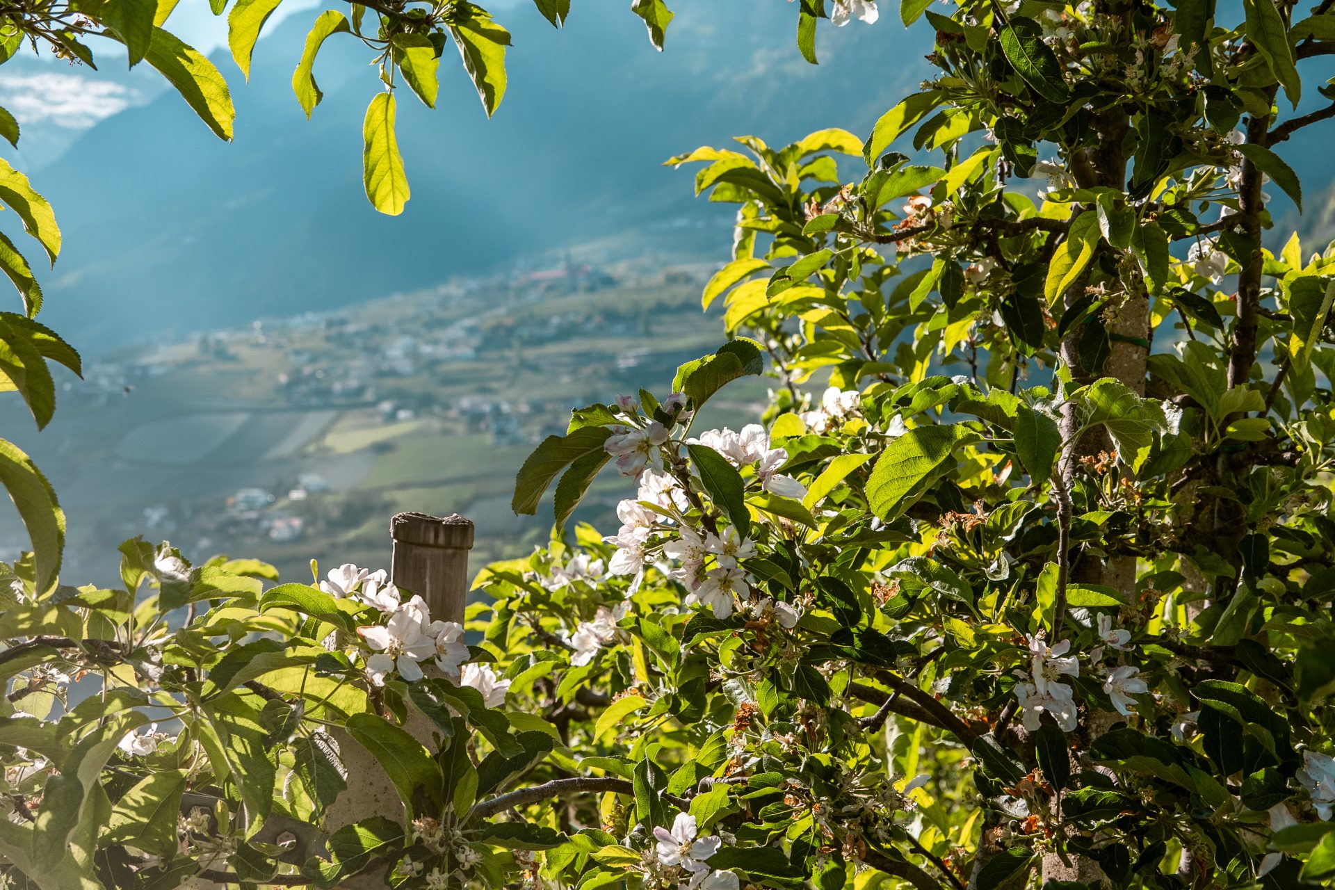 Bacchus and Pomina trail, appel en wijn wandelpad, Schenna, Merano regio, zuid Tirol, vakantie, mooiste wandelroutes, wat te zien, wat te doen